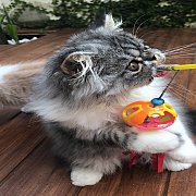 น้องแมวเอ็กโซติคช้อทแฮร์ ลองแฮร์ Exotic Shorthair Longhair พันธุ์แท้ ฉีดวัคซีน พ...