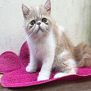 น้องแมว Exotic ShortHair LongHair เอ็กโซติคช้อทแฮร์ ลองแฮร์ พันธุ์แท้ ฉีดวัคซีน...