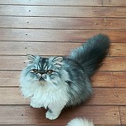  แมวเอ็กโซติคน่ารัก แข็งแรง Exotic Shorthair and Longhair ฉีดวัคซีน พร้อมย้ายบ้า...