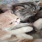 น้องแมว Exotic Shorthair Longhair พันธุ์แท้ พร้อมย้ายบ้านจ้า