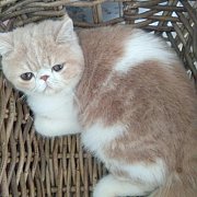 แมวเอ็กโซติค ลองแฮร์ ช้อทแฮร์ Exotic LongHair ShortHair น้องแมวพันธุ์แท้ น่ารัก...