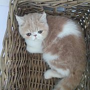 น้องแมวเอ็กโซติคช้อทแฮร์ ลองแฮร์ Exotic Shorthair Longhair พันธุ์แท้ พร้อมย้ายบ้...
