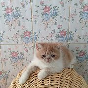 น้องแมวเอ็กโซติค ช้อทแฮร์ และลองแฮร์ พันธุ์แท้ น่ารัก แข็งแรง ฉีดวัคซีน พร้อมย้า...