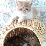 น้องแมวพันธุ์แท้ เอ็กโซติค ช้อทแฮร์ และลองแฮร์ น่ารัก แข็งแรง ฉีดวัคซีน พร้อมย้า...