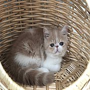 น้องแมวเอ็กโซติก ช้อทแฮร์ และลองแฮร์ พันธุ์แท้ น่ารัก แข็งแรง ฉีดวัคซีน พร้อมย้า...