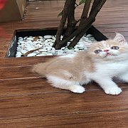 น้องแมวเอ็กโซติก ช้อทแฮร์ ลองแฮร์ พันธุ์แท้ น่ารัก แข็งแรง ฉีดวัคซีน พร้อมย้ายบ้...