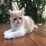 น้องแมวเอ็กโซติก พันธุ์แท้ น่ารัก แข็งแรง ฉีดวัคซีน พร้อมย้ายบ้านจ้า