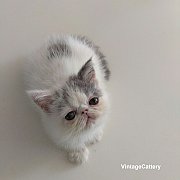 น้องแมวพร้อมย้ายบ้าน พันธุ์แท้ Exotic ช้อทแฮร์ ลองแฮร์ น่ารัก แข็งแรง ฉีดวัคซีน 