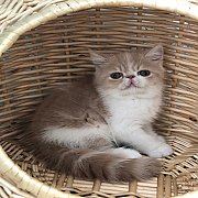 เอกโซติก พันธุ์แท้ น้องแมวน่ารัก ฉีดวัคซีน แข็งแรง พร้อมย้ายบ้าน