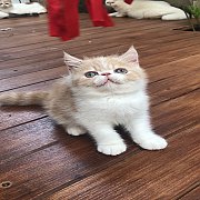 แมวเอ็กโซติกพันธุ์แท้ พร้อมย้ายบ้าน น้องแมวน่ารัก แข็งแรง ฉีดวัคซีน