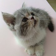 น้องแมวเอ็กโซติคพร้อมย้ายบ้าน น่ารัก แข็งแรง ฉีดวัคซีน พันธุ์แท้จ้า