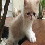 น้องแมวน่ารัก แข็งแรง ฉีดวัคซีน พร้อมย้ายบ้าน พันธุ์เอ็กโซติกแท้