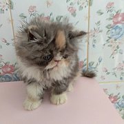 น้องแมวพร้อมย้ายบ้าน น้องแมวน่ารักมาก พันธุ์แท้เอ็กโซติก ฉีดวัคซีน แข็งแรงมากครั...