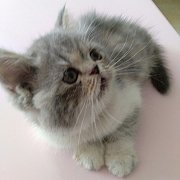 น้องแมวเอ็กโซติคแท้ น่ารัก แข็งแรง ฉีดวัคซีน พร้อมย้ายบ้าน