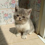 น้องแมว เอ็กโซติก พันธุ์แท้ น่ารัก แข็งแรง ฉีดวัคซีน พร้อมย้ายบ้าน