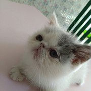 น้องแมวเอ็กโซติกแท้ น่ารักมาก แข็งแรง ฉีดวัคซีน พร้อมย้ายบ้าน