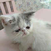 น้องแมวเอ็กโซติกแท้ น่ารัก แข็งแรง ฉีดวัคซีน พร้อมย้ายบ้านจ้า