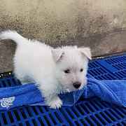 ลูกสุนัขเวสตี้ เพศเมีย