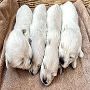 ลูกสุนัขเวสตี้ พ่อแม่ดี มีใบเพ็ด จากฟาร์มดัง 