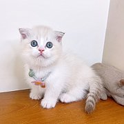 แมวมัชกิ้น แมวขาสั้น คุณภาพ