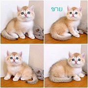 แมวบริติช สีทอง สายพันธุ์แท้ เกรดพ่อแม่แชมป์