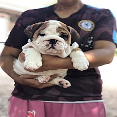 ิบลูด็อกเพศเมียลายวัว