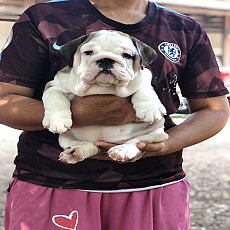 ิบลูด็อกเพศเมีย