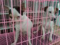 ตัดใจขายตัวละ2500ครับ 0879146556