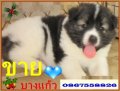 ขายหมดแล้วคร๊าบ
