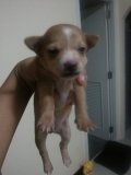 ขายลูกมินิเจอร์(ชาย)ราคาถูกๆๆ2500