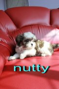 ชิสุเพศเมีย nutty