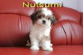 ขายชิสุเพศเมีย nutsumi