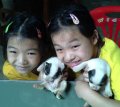 ขายลูกสุนัข บางแก้ว พันธุ์แท้