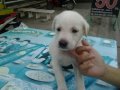 ขายลูก ลาบารดอ ผสม โกเด่น มี 4 ตัว ทั้งผู้เมีย ราคาถูก 2500 