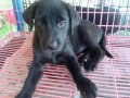 ขายลูกสุนัข ลาบราดอร์ 70% ด่วนครับ