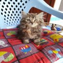 ลูกแมวเปอร์เซีย  