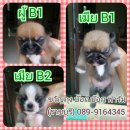 ้ปิดจอง ลูกปั๊๊ก ราชบุรี 089-9164345 (2500)