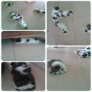 เปิดจองแล้วค่ะ ชิสุห์ อ้วนๆ น่ารักๆ