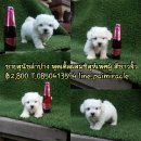 ชิสุห์ผสมพุดเดิ้ลเพศผูน่ารักเพียง 2500 (อยากขายราคาลดได้ค๊า)