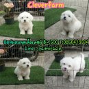 ชิสุห์ผสมพุดเดิ้ลสีขาวจั๊วราคาเพียง 2500 พร้อมยายบ้านจ๊ะ 