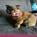 ขายลูกแมว Scottish fold แท้ วัย 3 เดือน เพศเมีย พร้อมส่งตัวค่ะ