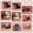 ชิสุน์ผสมชิวาวา วัยกำลังน่ารัก มีเพศ  ผู้ และ  เพศ  เมีย