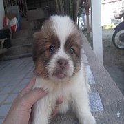 ชิสุแท้ สวย ๆ ราคา 2500ผุ้ และเมีย