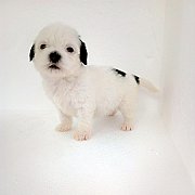 ลูกชิสุน์ผสมพุดเดิ้ล   เพศ  เมีย ผู้  โทร 0875159665 จ สุพรรณบุรี อ.เมือง