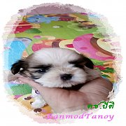 ชิสุแท้ไซด์ทอย*เล็กจริง* น่ารักเกรดดีมากให้ราคาถูกเพราะเจ้าของไม่มีเวลาดูแล