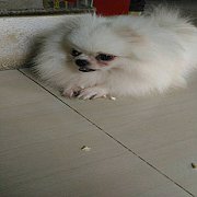 พ่อพันธุ์ปอมขาว รับผสม 2,500บาท ไม่ติดเทริ์นให้