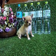 ปอมผสมชิวาว่าเพศเมีย 2500 พร้อมย้ายบ้าน สนใจสอบถามได้นะค่ะ