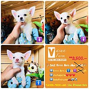 !!SALE 2,500!!ชิขนสั้น สีขาวปลอด อายุ 3 เดือน ลดเหลือ 2,500 บาท<<<