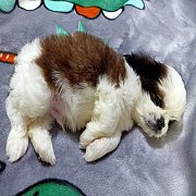 ขายลูกสุนัขชิสุขนยาว อายุ 30 วัน