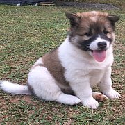 น้องหมาบางแก้วแท้ หมาบ้านแข็งแรง อารมณ์ดี ขี้เล่น ตัวอ้วนๆ กลมๆขนปุกปุยน่ารักๆ 